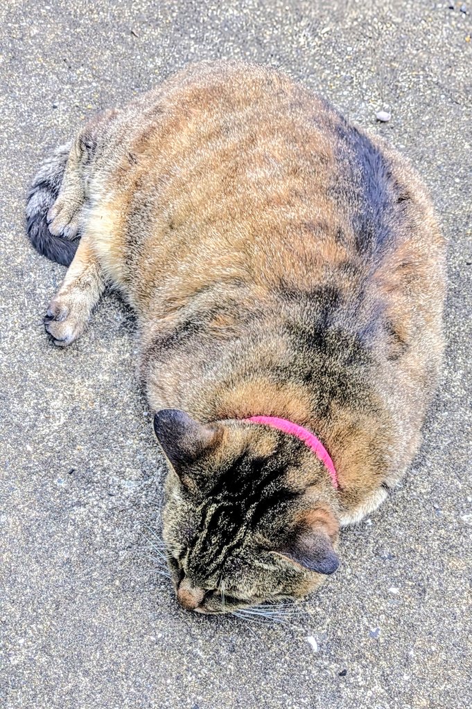 家🏠で飼っている猫は
確かに顔は猫🐱なのに身体はいつ見ても狸タヌキにしか見えない気がする
のは、自分だけだろうか？🤔💦💦