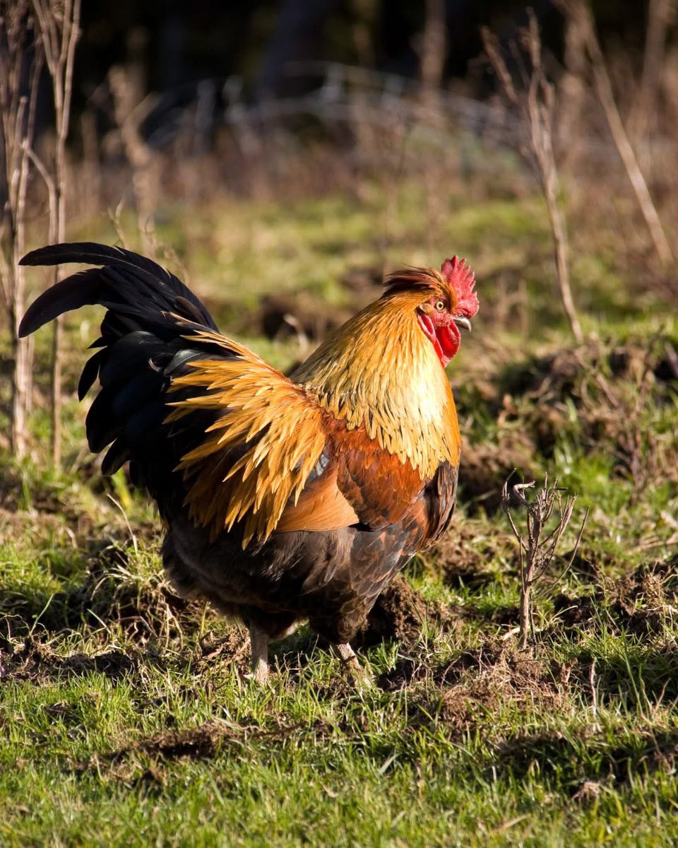 Il y a une nouvelle recrue au Château de France ?

🐓 Pas peu fière, notre invité semble prendre ses marques tranquillement !
···
Et si nous vous disions qu’il se tramait quelque chose au Domaine… 
Restez connecté(e)s pour découvrir, très vite, de prochains indices 😉