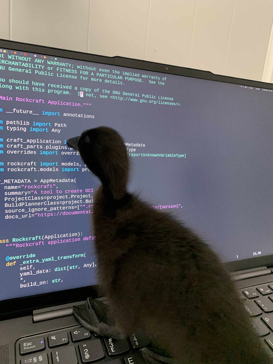 ubuntu's tweet photo. Real duck debugging isn’t just a metaphor today.

Have you ever seen actual duck debugging, or even a fully black duck?
Well, now you can say you have.

Eternal kudos to Adrian from the Canonical team for this rare and precious sight.
Truly taking problem-solving to the next level.