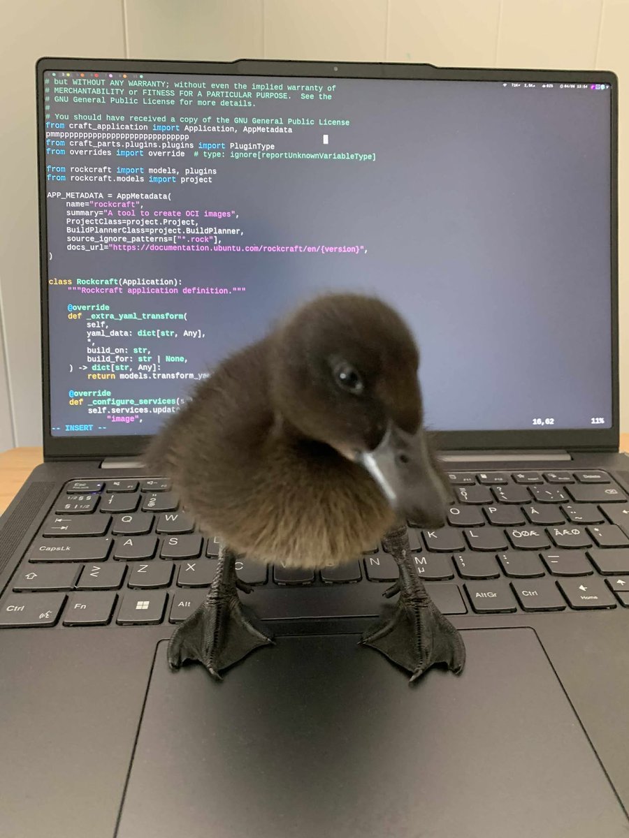 ubuntu's tweet photo. Real duck debugging isn’t just a metaphor today.

Have you ever seen actual duck debugging, or even a fully black duck?
Well, now you can say you have.

Eternal kudos to Adrian from the Canonical team for this rare and precious sight.
Truly taking problem-solving to the next level.