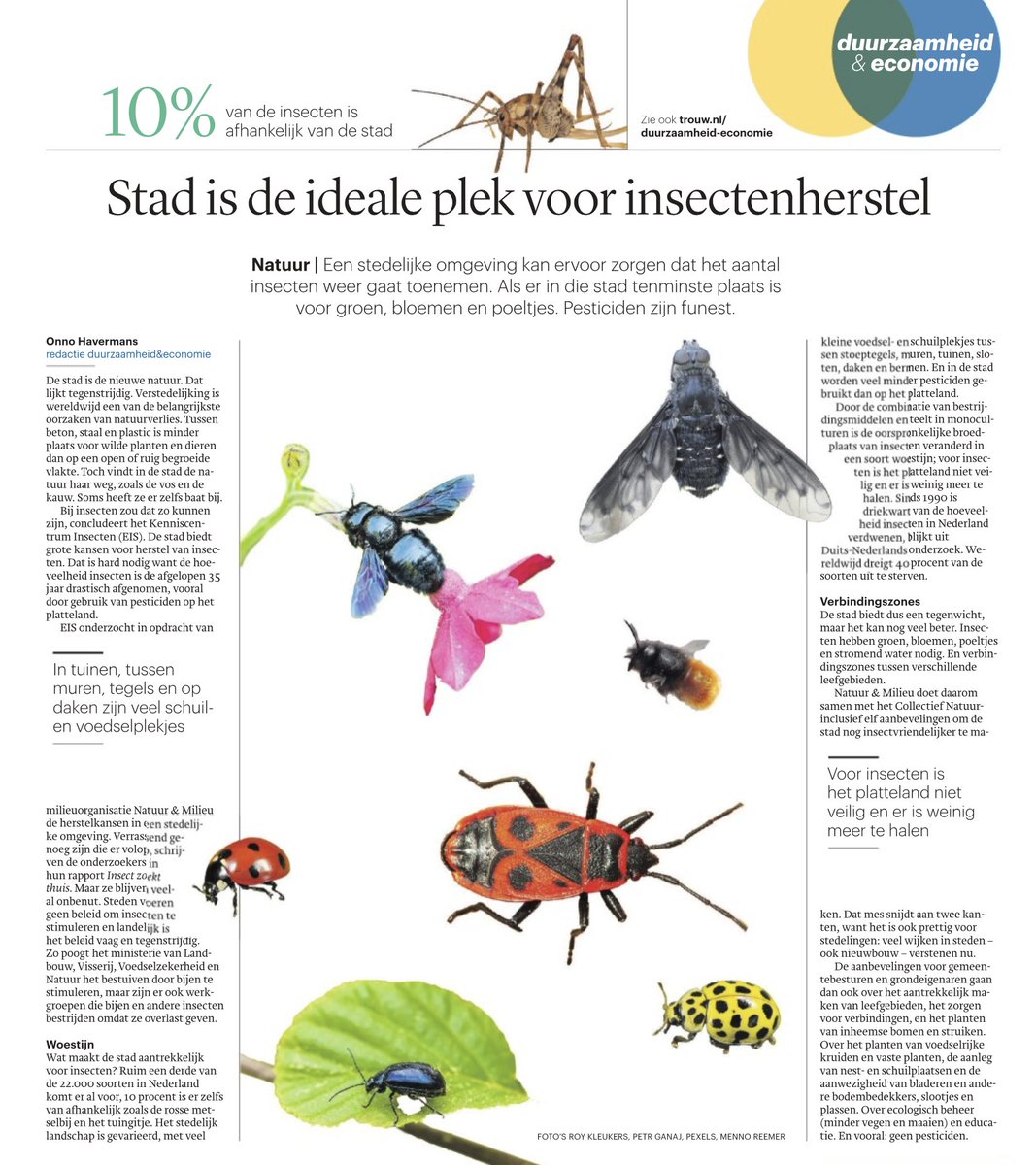 Stad is ideale plek voor insectenherstel. 

De stad is de nieuwe natuur. 

Voor insecten is het platteland niet meer veilig vanwege monocultuur en bestrijdingsmiddelen. 

<a href="/trouw/">Trouw</a> #stadsnatuur