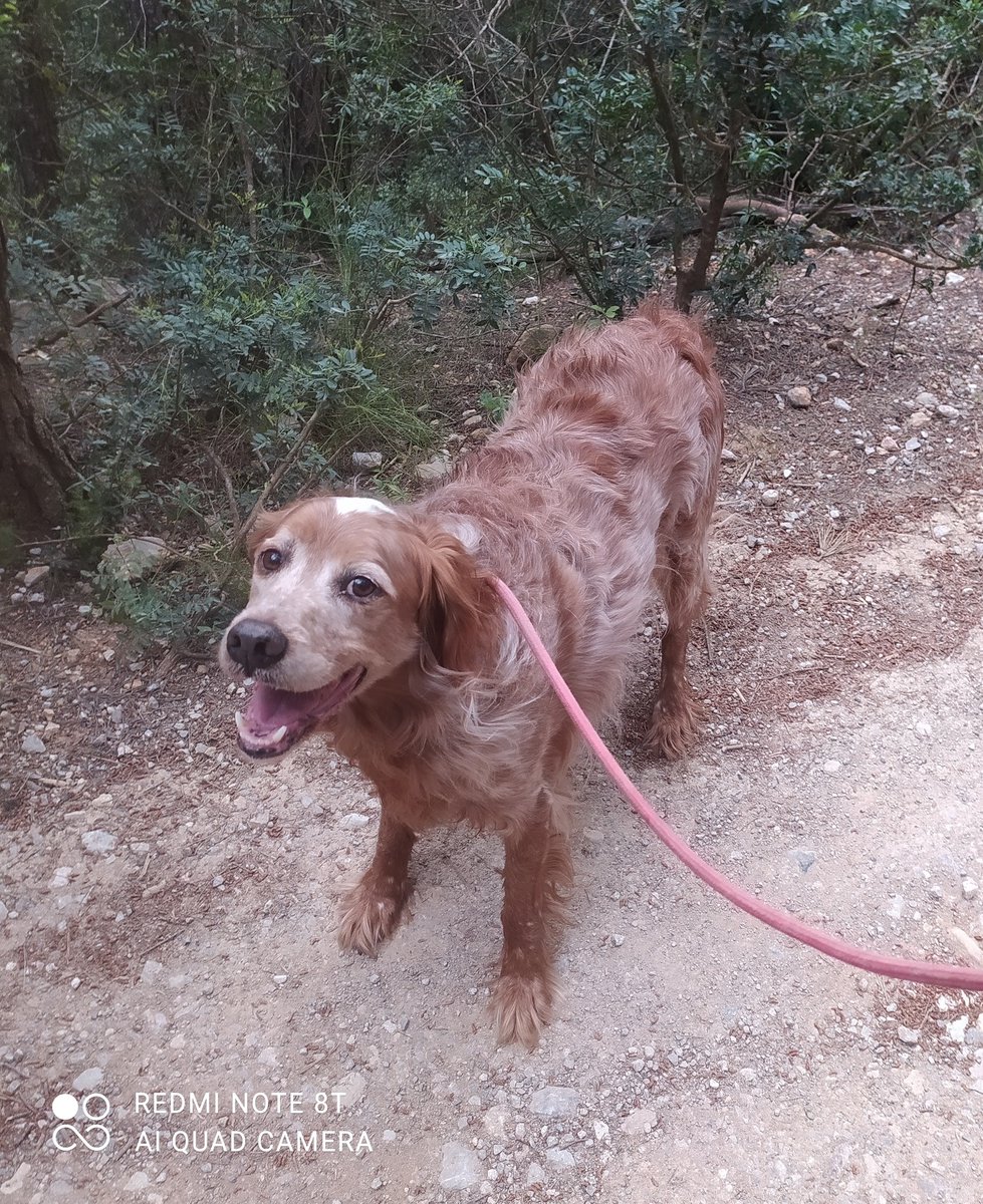 SosAbuelos1's tweet image. #Barcelona
Contacto; WhatsApp al 646 95 80 99 Juan Carlos

#NILO tiene 9 años. Ha tenido la desgracia de acabar en la perrera después de vivir siempre en familia.

Súper bueno, obediente y cariñoso con humanos y perros y muy muy tranquilo.  

Por favor, ayudar a difundirlo, la