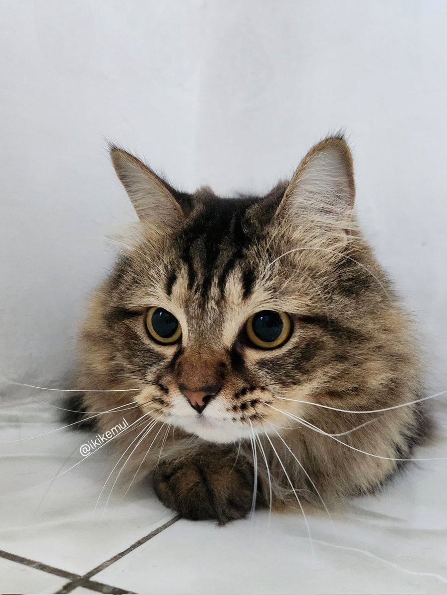 GEMES: GantEng &amp; MempESona