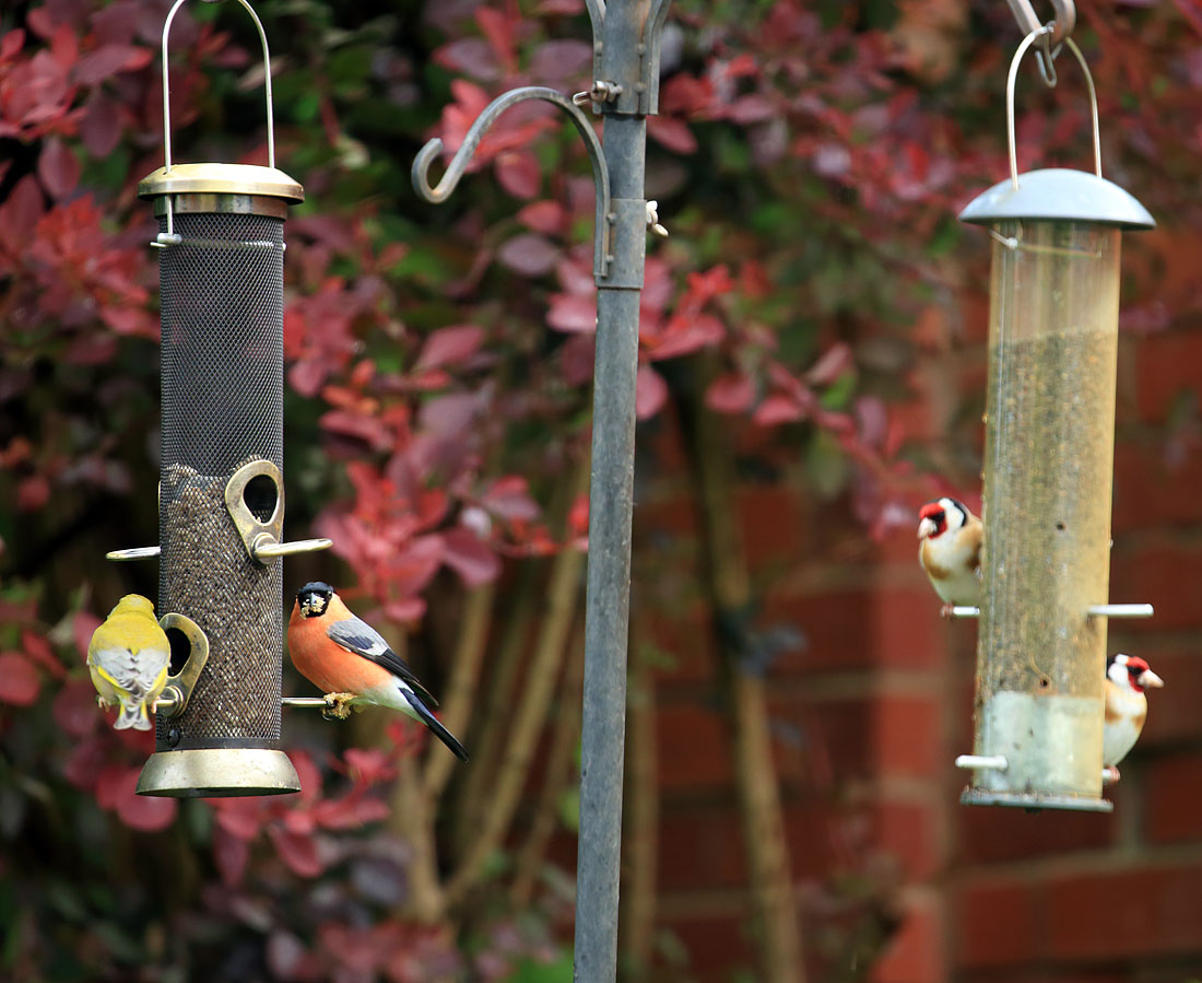 Rob MacDonald (@robmacshots) on Twitter photo Not a bad view when eating your breakfast, Bullfinch, Greenfinch and Goldfinches... (Not a great photo, taken through glass) <a href="/ColinMee/">Colin Mee</a> <a href="/xSorchaLewisx/">Sorcha Lewis</a> <a href="/WTBBC/">Birmingham & Black Country Wildlife Trust</a> #GardenBirds <a href="/ArthurButcher44/">Arthur</a> Not a bad view when eating your breakfast, Bullfinch, Greenfinch and Goldfinches... (Not a great photo, taken through glass) <a href="/ColinMee/">Colin Mee</a> <a href="/xSorchaLewisx/">Sorcha Lewis</a> <a href="/WTBBC/">Birmingham & Black Country Wildlife Trust</a> #GardenBirds <a href="/ArthurButcher44/">Arthur</a>