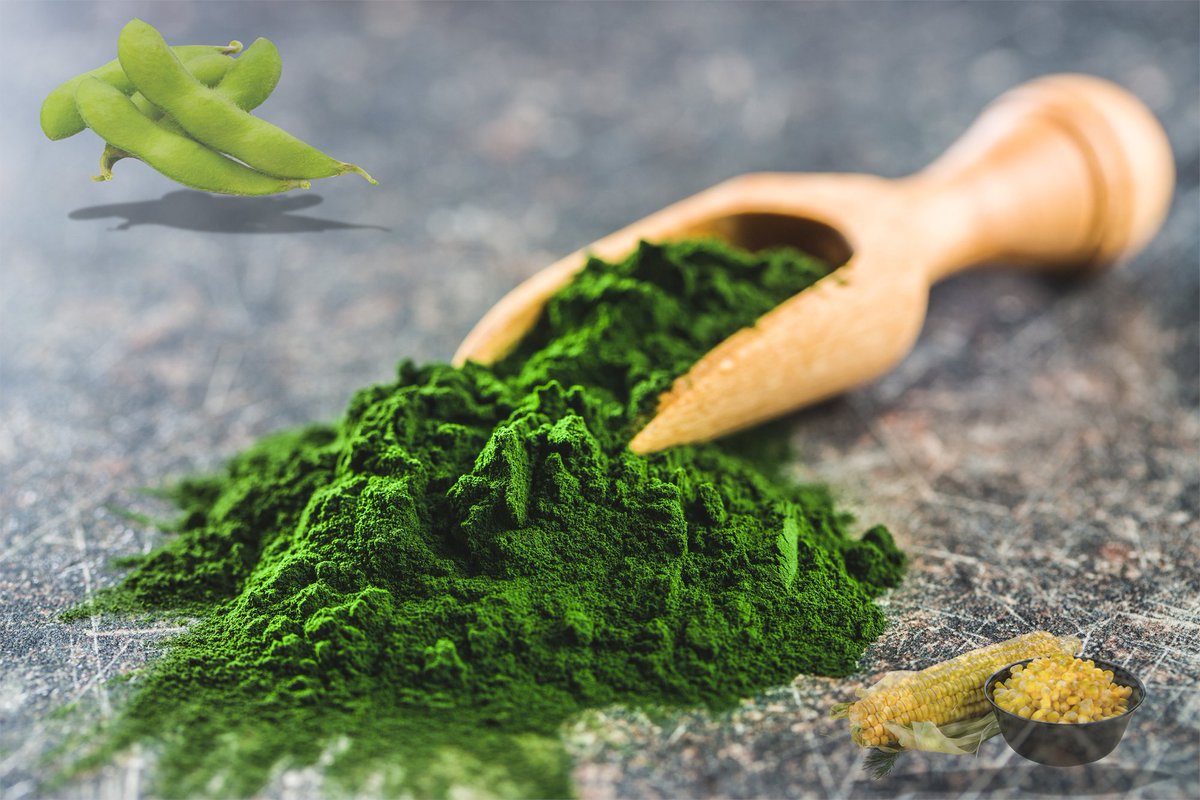 With feed imports under pressure, Egyptian scientists are exploring how chlorella, a fast-growing microalga, could help bridge the gap.

Read more!
&gt;&gt; ow.ly/25Vf50W5kBn

#Feed #Chlorella #Microalgae #Northafrica
