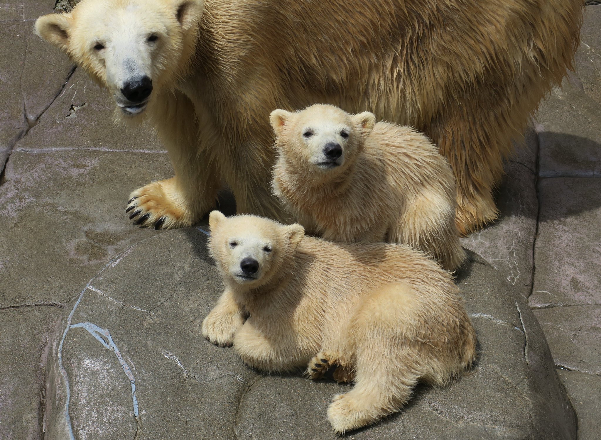   2010 ホッキョクグマ プレート　希少 うみ そら ポーラ カイ 赤ちゃん 八木山動物公園｜Polar bear