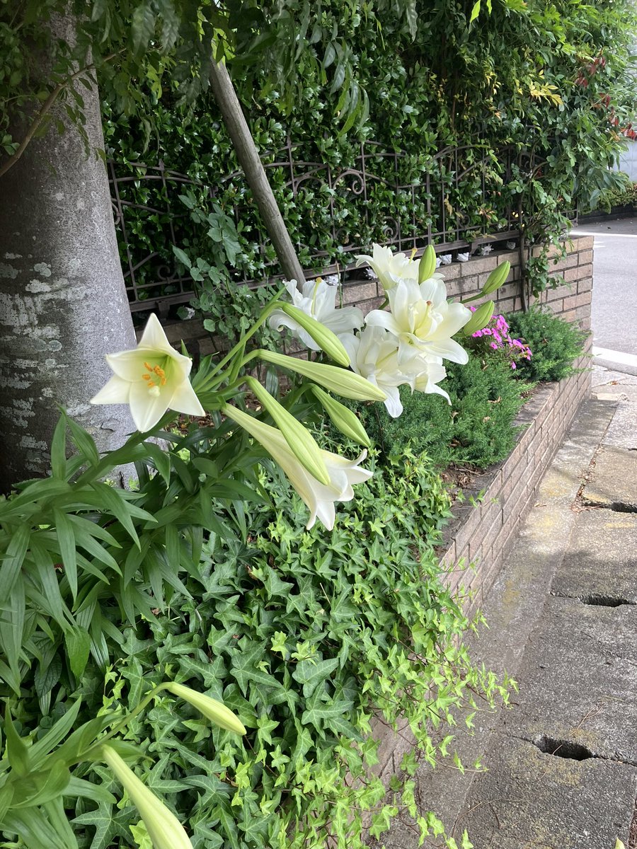 Suzu3477's tweet photo. 今日は暑かった　#市川市の小径 https://t.co/vzIjs2wyJ0
