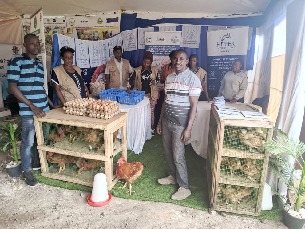 HeiferRwanda's tweet image. 𝐅𝐫𝐨𝐦 𝐌𝐮𝐬𝐡𝐫𝐨𝐨𝐦𝐬 𝐭𝐨 𝐏𝐢𝐠𝐥𝐞𝐭𝐬: 𝐇𝐨𝐰 𝐏𝐑𝐈𝐒𝐌 𝐢𝐬 𝐁𝐨𝐨𝐬𝐭𝐢𝐧𝐠 𝐋𝐢𝐯𝐞𝐥𝐢𝐡𝐨𝐨𝐝𝐬 𝐢𝐧 𝐑𝐮𝐫𝐚𝐥 #𝐑𝐰𝐚𝐧𝐝𝐚

The #PRISMProject team’s recent assessment mission in @KarongiDistr and @Nyamasheke revealed powerful impacts: 
Farmers empowered through…