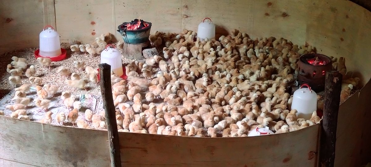 HeiferRwanda's tweet image. 𝐅𝐫𝐨𝐦 𝐌𝐮𝐬𝐡𝐫𝐨𝐨𝐦𝐬 𝐭𝐨 𝐏𝐢𝐠𝐥𝐞𝐭𝐬: 𝐇𝐨𝐰 𝐏𝐑𝐈𝐒𝐌 𝐢𝐬 𝐁𝐨𝐨𝐬𝐭𝐢𝐧𝐠 𝐋𝐢𝐯𝐞𝐥𝐢𝐡𝐨𝐨𝐝𝐬 𝐢𝐧 𝐑𝐮𝐫𝐚𝐥 #𝐑𝐰𝐚𝐧𝐝𝐚

The #PRISMProject team’s recent assessment mission in @KarongiDistr and @Nyamasheke revealed powerful impacts: 
Farmers empowered through…