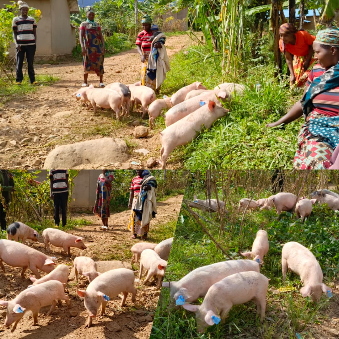 HeiferRwanda's tweet image. 𝐅𝐫𝐨𝐦 𝐌𝐮𝐬𝐡𝐫𝐨𝐨𝐦𝐬 𝐭𝐨 𝐏𝐢𝐠𝐥𝐞𝐭𝐬: 𝐇𝐨𝐰 𝐏𝐑𝐈𝐒𝐌 𝐢𝐬 𝐁𝐨𝐨𝐬𝐭𝐢𝐧𝐠 𝐋𝐢𝐯𝐞𝐥𝐢𝐡𝐨𝐨𝐝𝐬 𝐢𝐧 𝐑𝐮𝐫𝐚𝐥 #𝐑𝐰𝐚𝐧𝐝𝐚

The #PRISMProject team’s recent assessment mission in @KarongiDistr and @Nyamasheke revealed powerful impacts: 
Farmers empowered through…