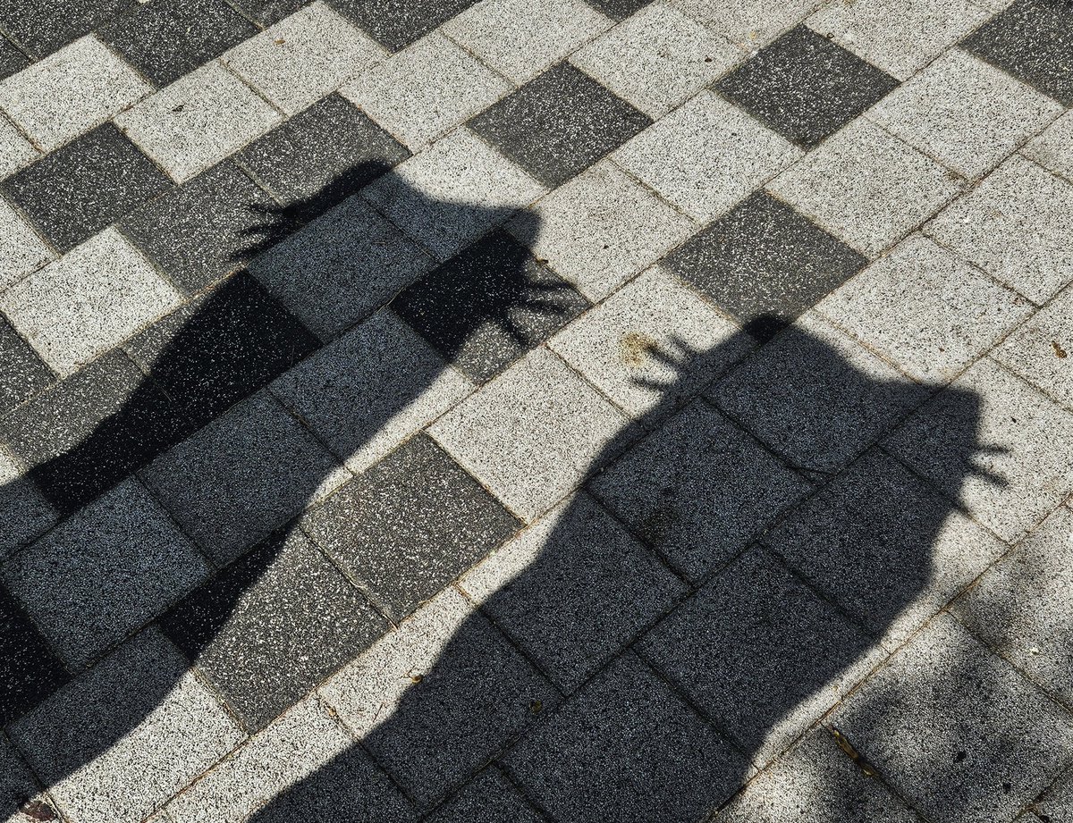 고양이 그림자 =₍^🝦 ༝ 🝦^₎=