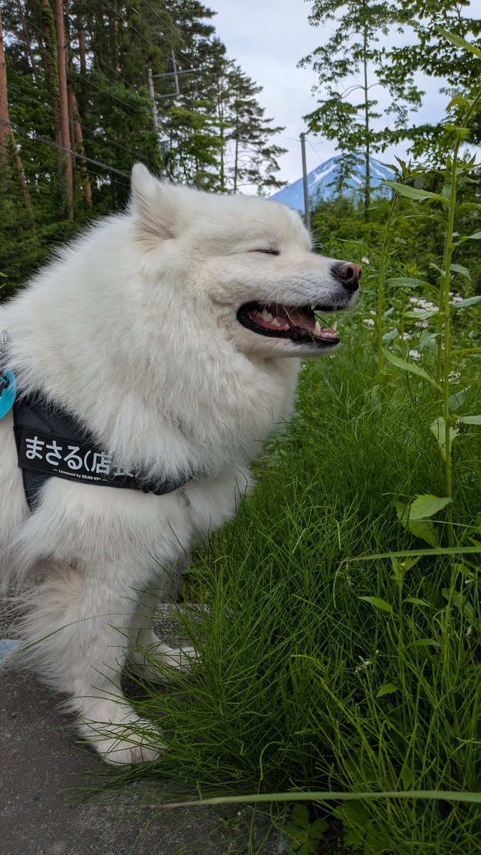 「草うめぇ〜」の顔

#サモエド
#道草を食う
#文字通り