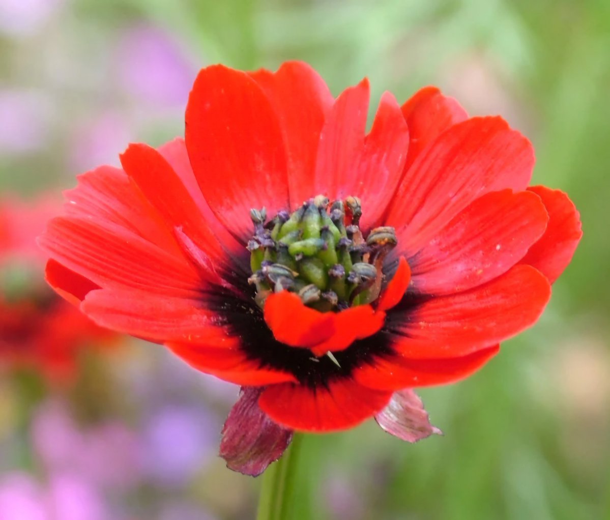 Johnathan Napier (@johnathannapie1) on Twitter photo In a great collaboration led by <a href="/ecahoon2/">Ed Cahoon</a> we engineered Camelina to make astaxanthin, which is used in aquafeed diets (to give a pink hue). We used genes from the Adonis plant - picture below gives a clue why!
Helping to make aquaculure more sustainable.
rothamsted.ac.uk/news/camelina-… In a great collaboration led by <a href="/ecahoon2/">Ed Cahoon</a> we engineered Camelina to make astaxanthin, which is used in aquafeed diets (to give a pink hue). We used genes from the Adonis plant - picture below gives a clue why!
Helping to make aquaculure more sustainable.
rothamsted.ac.uk/news/camelina-…