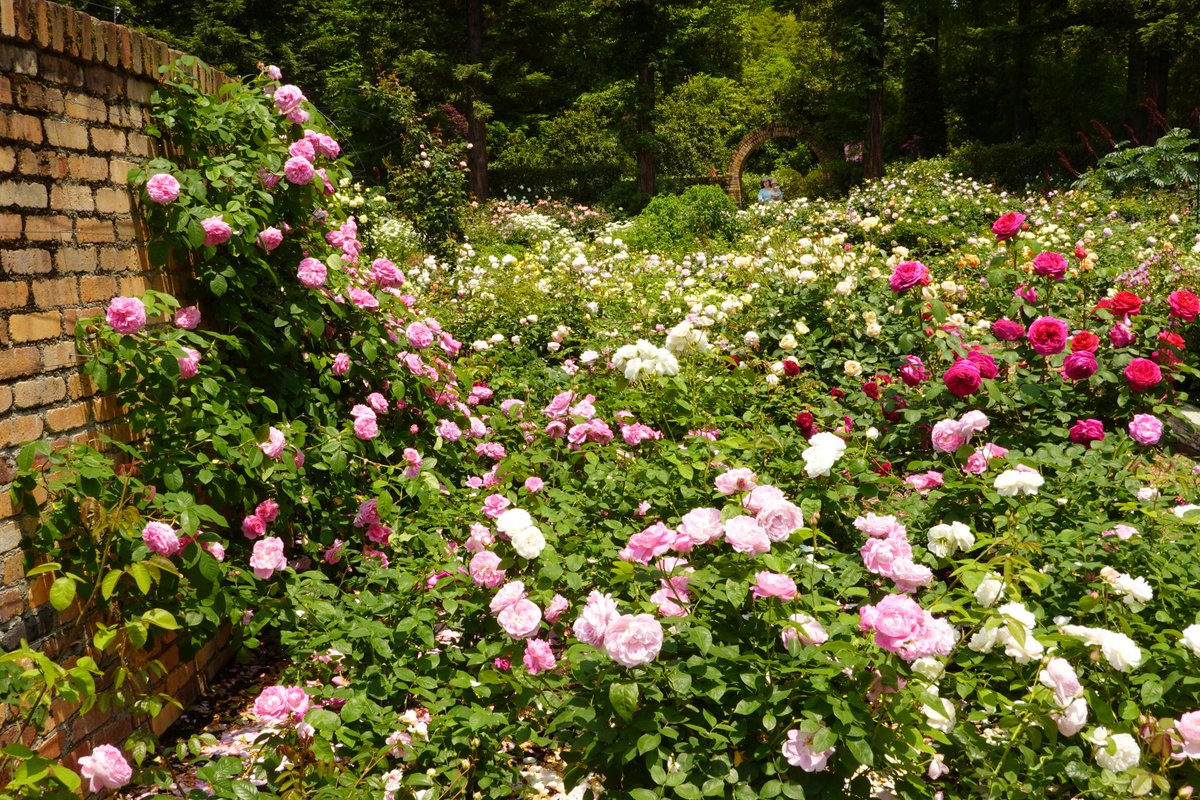 _Lucciora_'s tweet photo. 5/20 バラが見ごろのレッドヒルヒーサーの森で
#レッドヒルヒーサーの森
#薔薇
#バラ https://t.co/ZOEDe0VpTW