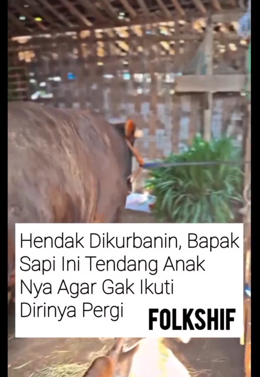 artiswtic's tweet image. sabar ya naaak, bapak pergi
dulu memenuhi panggilan Allah, jaga kesehatan ya nak,🥲🥲

Sebelum naik mobil, dia kayak mastiin dulu buat liat anaknya terakhir kali.🥹🥲