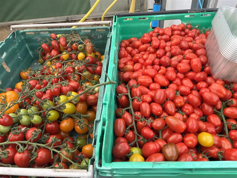 Hadlow College tweet media