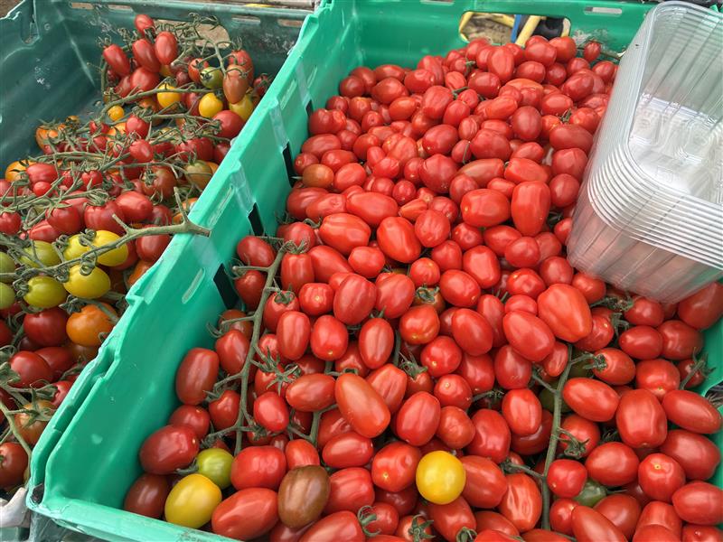 Hadlow College tweet media