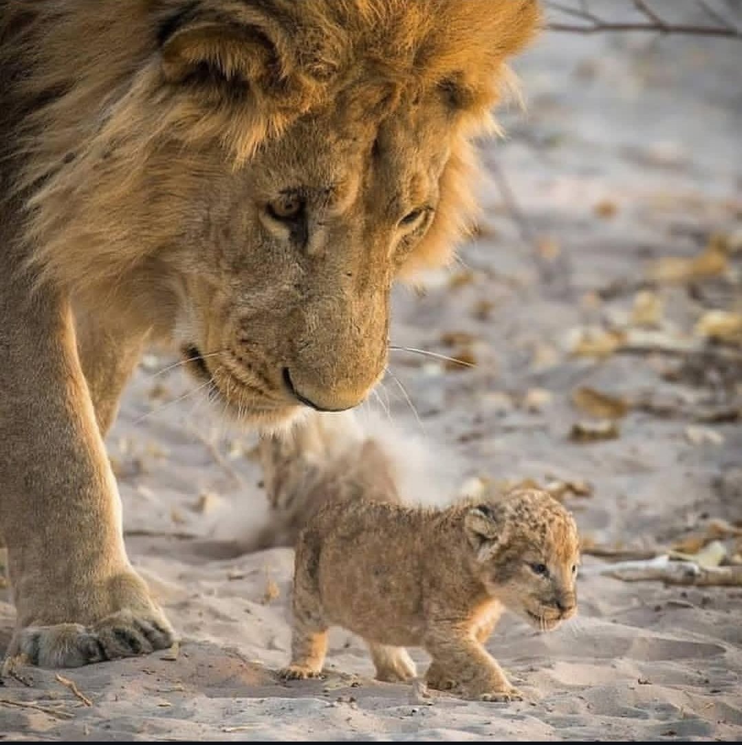 Milad417's tweet image. بابا کجا داری میری خسته‌ ام کردی دیگهههه