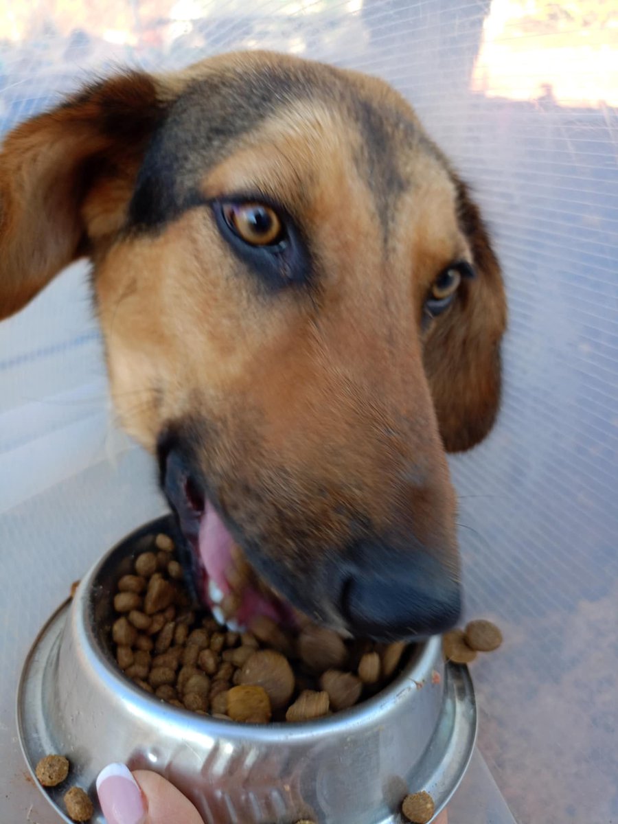 Ο καλός μας ο Reggie ακόμα ψάχνει ένα σπίτι.. Βρέθηκε μωρό ολομόναχος στη μέση της εθνικής και έκτοτε φιλοξενείται με αμοιβή. Είναι απίστευτα καλός, κοινωνικός και, γιατί να το κρύψουμε, πολύ φαγανός! 😄🐶 Πραγματικά υπέροχο πλάσμα! Μήπως είσαι ο άνθρωπός του; ❤️☎️ 6945593988