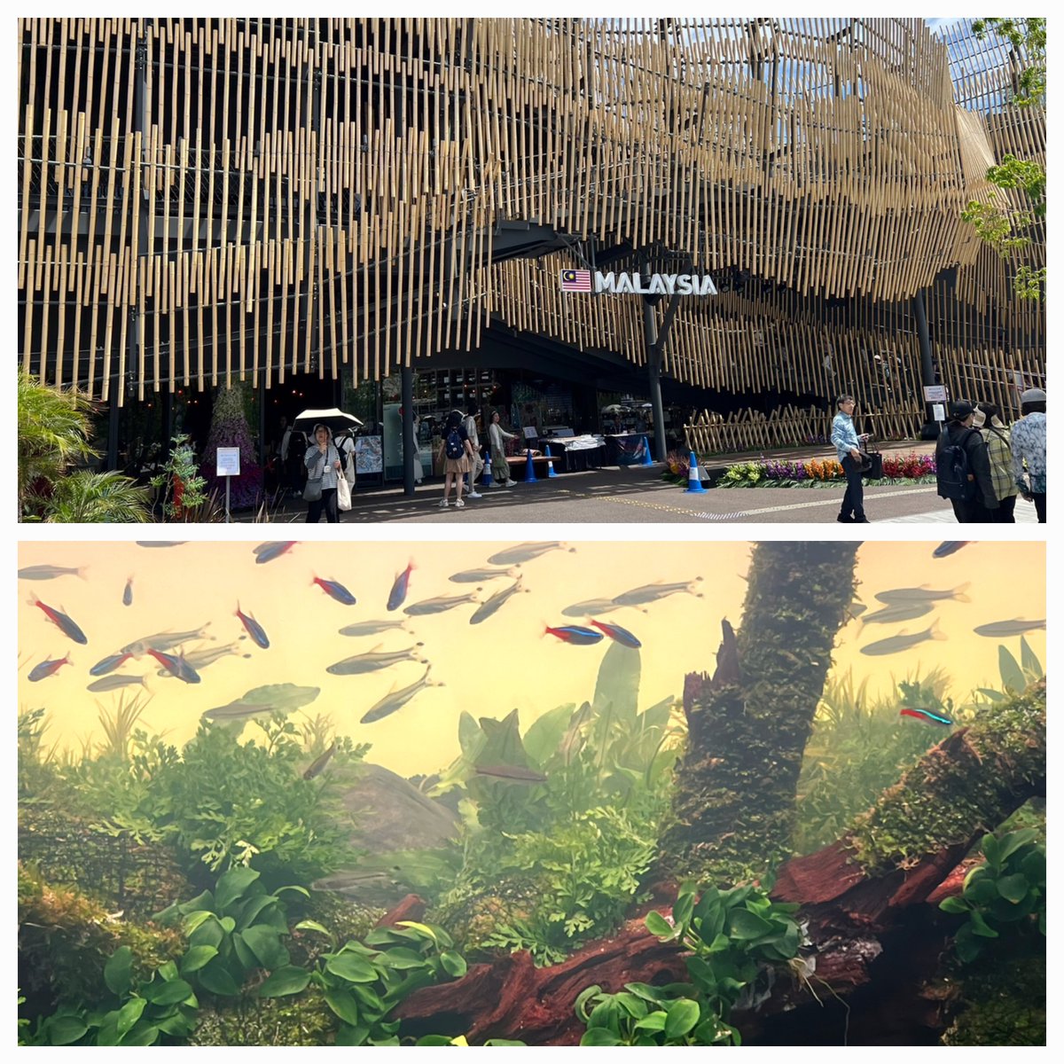 Naka58316413's tweet image. 上の息子が会社の旅行で万博に行ってるのでマレーシア館に行って写真撮って来てとお願いしたが興味なく拒否られてましたけど、きっちり行って写真撮って私に送ってくれました🌿
嬉しい父親はさっそくポストしてます😆
#大阪・関西万博 
#ﾈｲﾁｬｰｱｸｱﾘｳﾑ