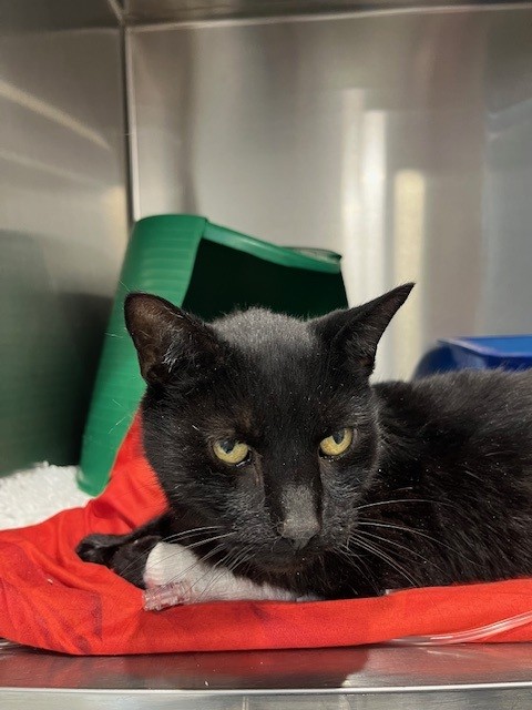 This male domestic short hair was found wandering in the Edmonton area. 

He’s a neutered, but sadly he’s not microchipped, so we’re trying to reunite him with his family.

Please share to raise awareness.

 #LostCat #FoundCat #Edmonton #ReunitePets