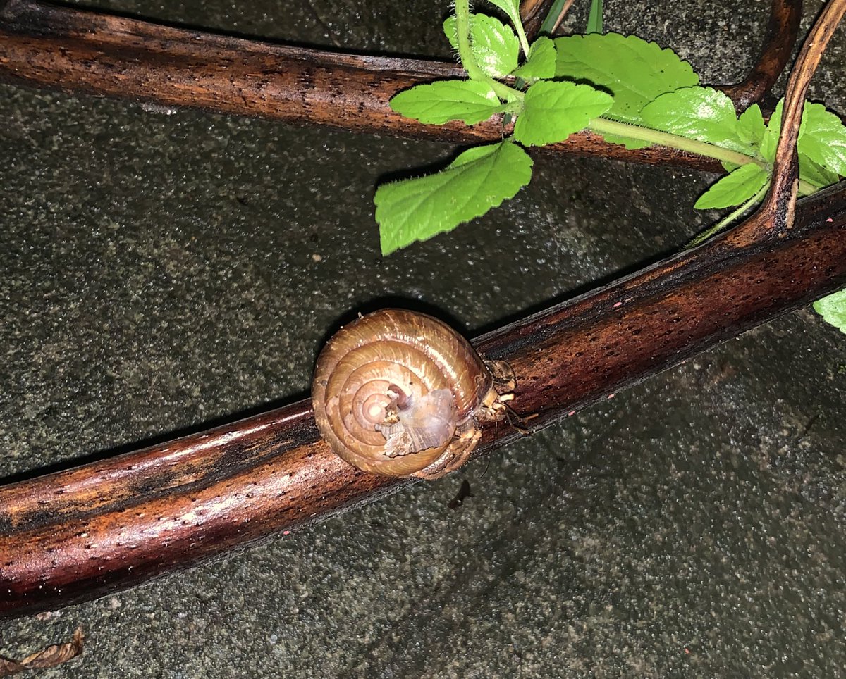 石垣島では、イッシキマイマイは中々見つけられませんでしたが、イッシキマイマイの殻に入ったオカヤドカリはそこそこ居ました。