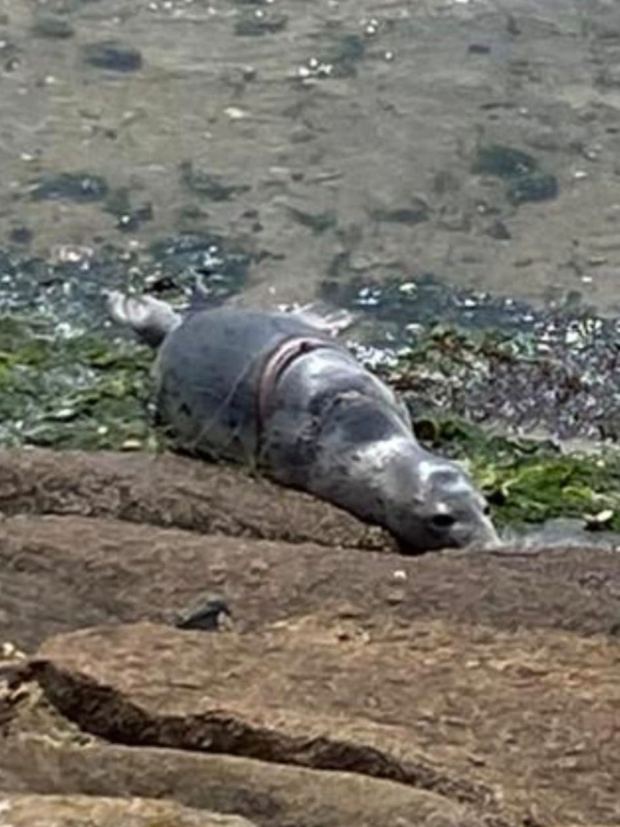 Zeehondencreche's tweet image. The heartbreaking story of entangled seal Kavga. 💔 youtube.com/shorts/ILiD_Eq…