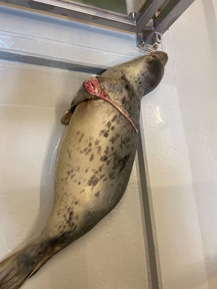 Zeehondencreche's tweet image. The heartbreaking story of entangled seal Kavga. 💔 youtube.com/shorts/ILiD_Eq…