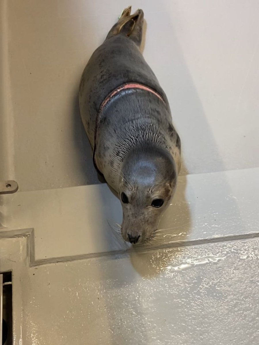 Zeehondencreche's tweet image. The heartbreaking story of entangled seal Kavga. 💔 youtube.com/shorts/ILiD_Eq…