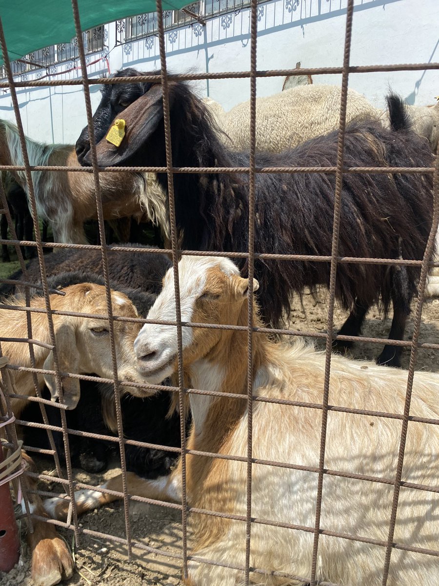 Şimdi bunlara kıyıp yiyecekler mi🥺
#KurbanBayramı