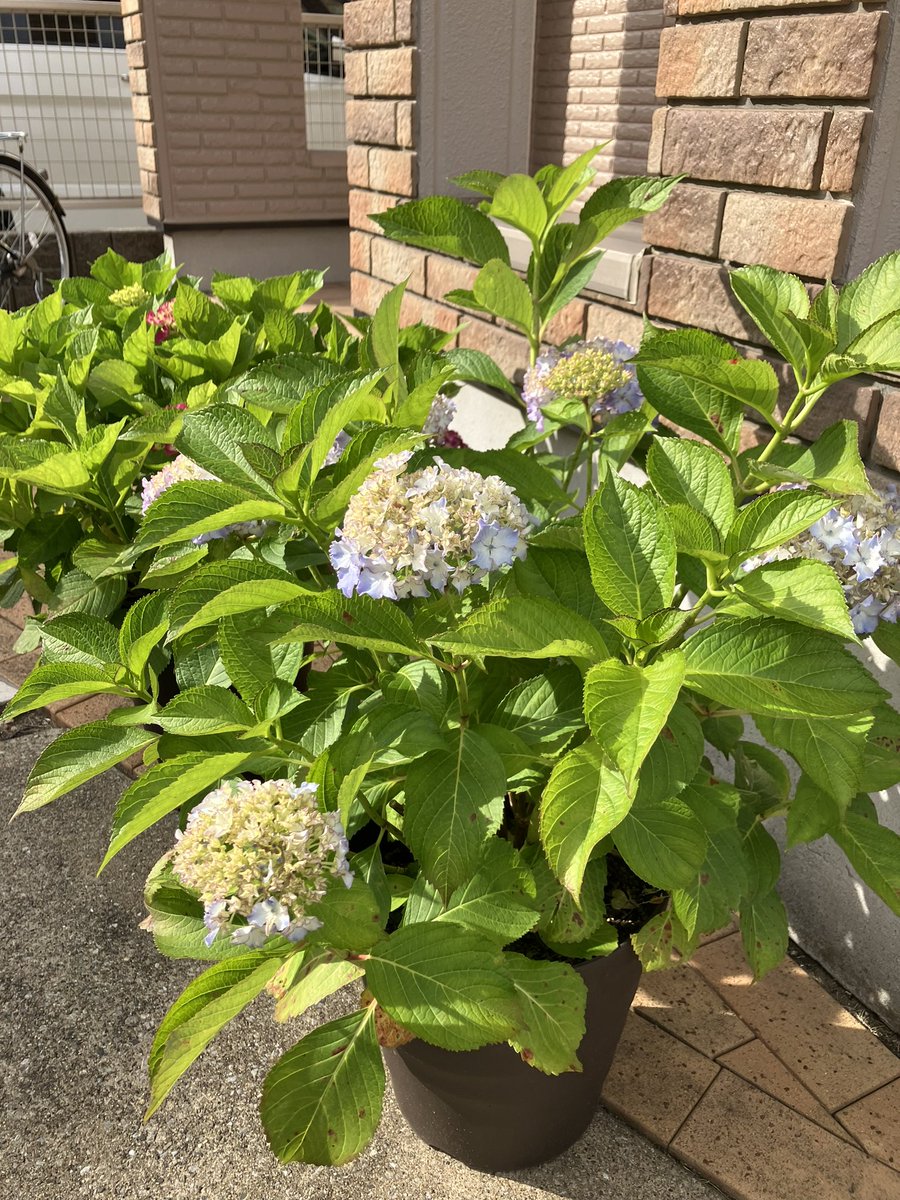 明日はお天気が良いようなので、久しぶりにマーケットを開催します！
見事なアジサイの鉢も破格のお値段で出品します。
お近くの方、ぜひいらして下さい！