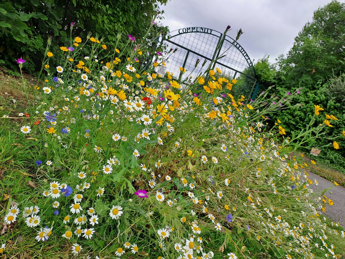 Ending the week with wildflowers 🌼

Local Food First have created this beautiful, pollinator-friendly wildflower meadow at a community allotment in Oldham, thanks to the Green Spaces Fund.

From little seeds, great things can flourish... 💚

#GreenSpacesFund
