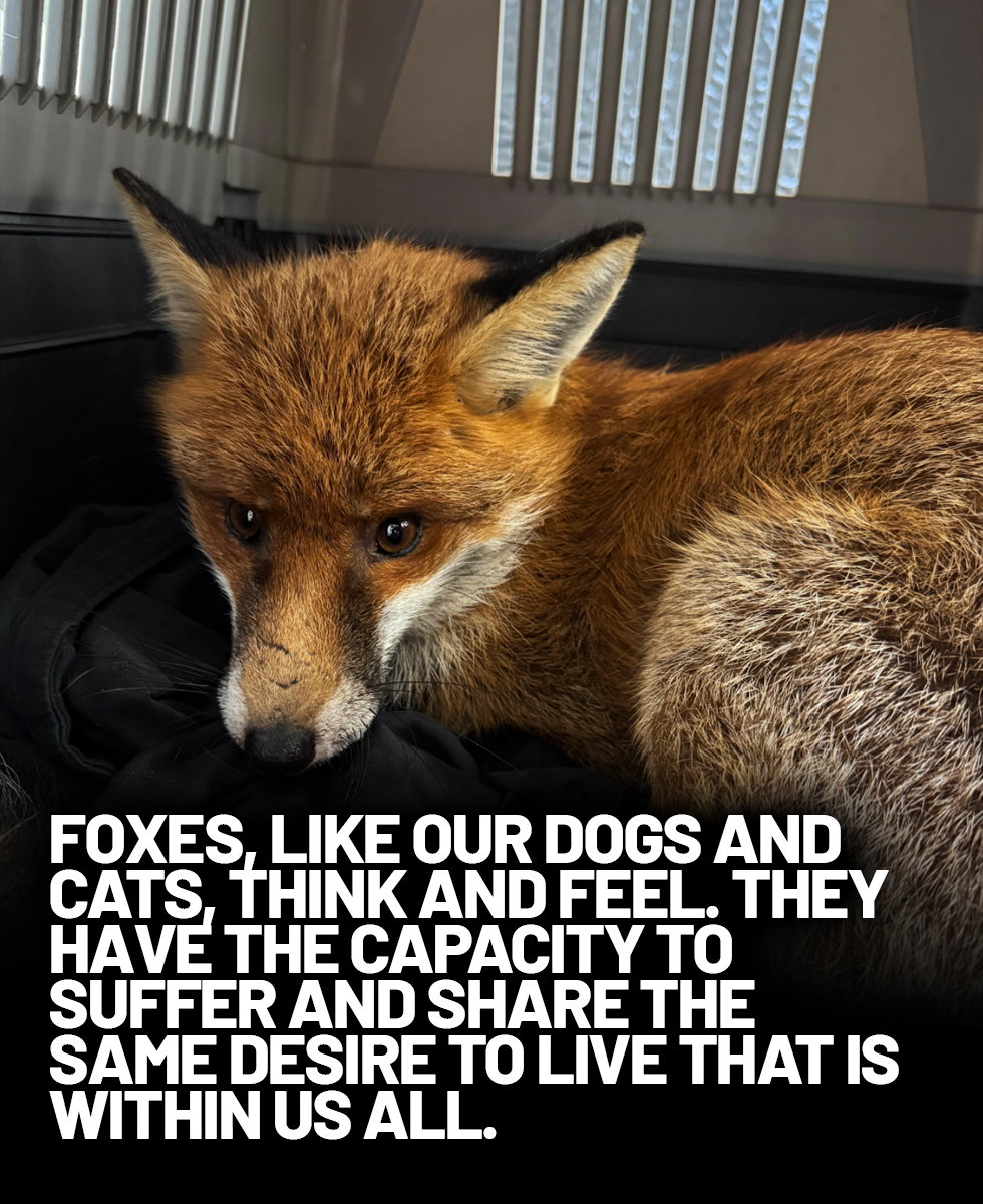 Foxes think, feel, and want to live—just like our dogs, cats, and us. When hunted, they run, hide, and fight to survive. Hunting isn’t tradition—it’s cruelty. It's time to end this barbaric bloodsport for good. 

Demand a full ban now: protectthewild.org.uk/endhuntingnow/