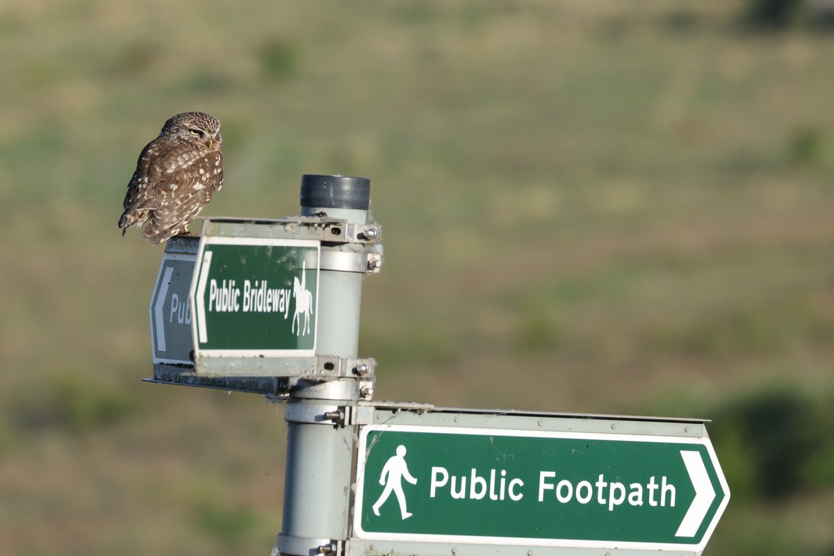 Trebor 1456 (@cranky1456) on Twitter photo This is one i haven't done before but i have a good one for it with the infamous Little Owl <a href="/RSPBAireValley/">RSPB Fairburn Ings and RSPB St Aidan’s</a> back in May for #FingerPostFriday.
#birds #naturephotography #wildlife #birdphotography <a href="/BBCSpringwatch/">BBC Springwatch</a> #wildlifephotography <a href="/Natures_Voice/">RSPB</a> #photography #naturetherapy This is one i haven't done before but i have a good one for it with the infamous Little Owl <a href="/RSPBAireValley/">RSPB Fairburn Ings and RSPB St Aidan’s</a> back in May for #FingerPostFriday.
#birds #naturephotography #wildlife #birdphotography <a href="/BBCSpringwatch/">BBC Springwatch</a> #wildlifephotography <a href="/Natures_Voice/">RSPB</a> #photography #naturetherapy