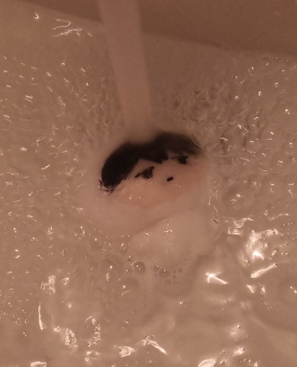 만링이는 샤워하는 중 • • •