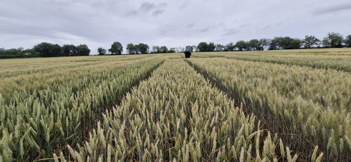 PETORIN François tweet media