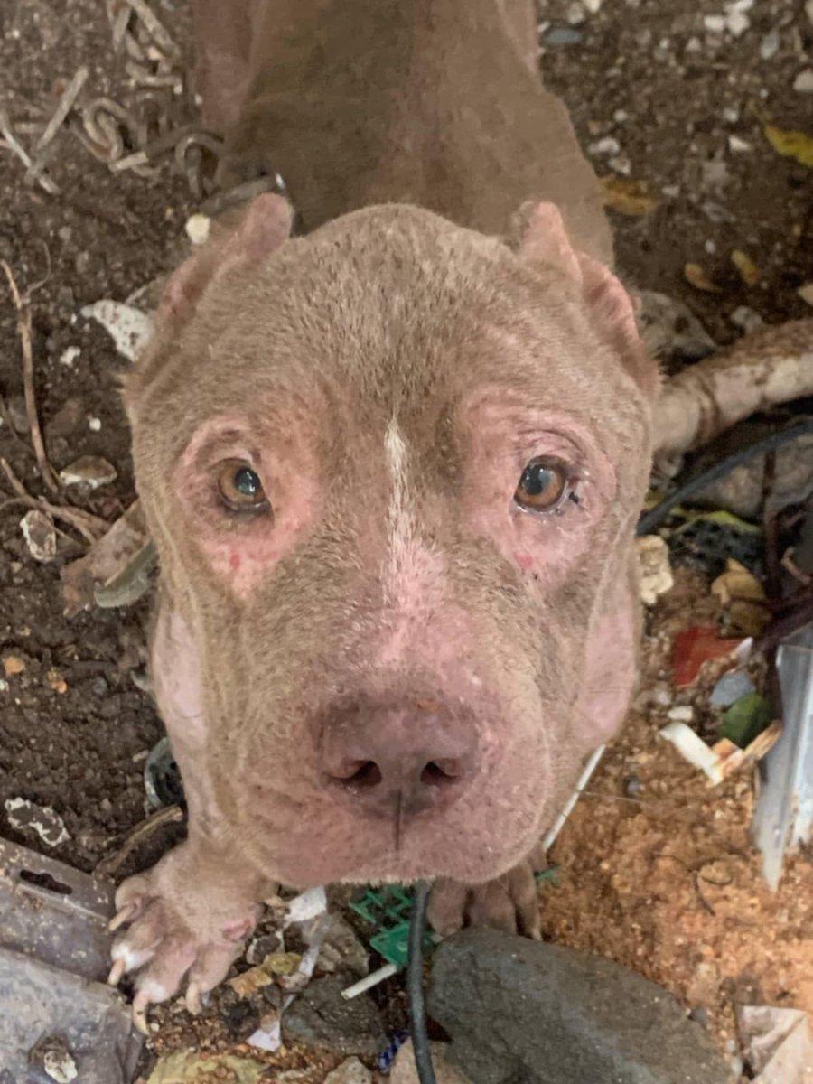 Maximus 48 hours ago with no hope or no future. 

I have some nice improvements on him today but also some absolutely incredible news. 

It’s been a very big day for him… (1/6) 🧵