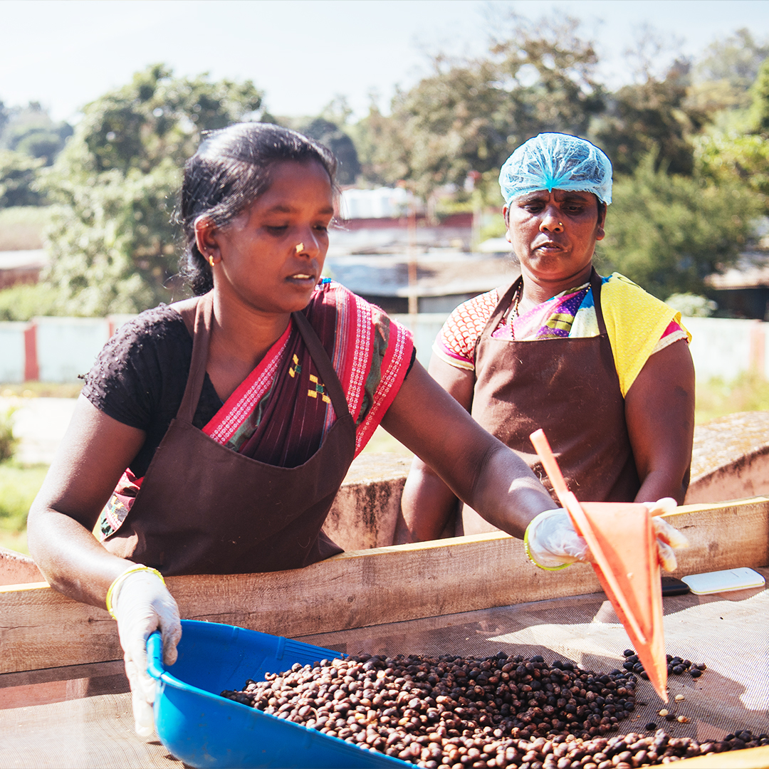 NITIAayog's tweet photo. ☕ Aakanksha: Koraput Coffee – A Brew from the Eastern Highlands in Koraput, Odisha!

As part of the Aspirational Districts and Blocks Programme, NITI Aayog celebrates indigenous enterprise and sustainable farming through the Vocal for Local initiative—fostering rural livelihoods and ecological harmony.

From the misty elevations of Koraput, Odisha, nestled at 3,000 feet in the Eastern Ghats, emerges a brew that is as rich in flavour as it is in heritage—Koraput Coffee 🌿✨

🔹 Known for its high-quality Arabica beans, Koraput Coffee is directly procured from small tribal farmers by the Tribal Development Co-operative Corporation of Odisha Ltd., ensuring fair pricing and dignity for the growers.

🔹 With roots tracing back to the 1930s under the Maharaja of Jeypore, coffee cultivation here evolved with government support from 1958 and land distribution to tribal families between 1989 and 2016—expanding cultivation to over 1,400 hectares by 2015–16.

🔹 The Coffee Board and established in 2017, the Coffee Development Trust at Koraput, have played a pivotal role in promoting ecological sustainability and tribal empowerment—offering training, land access and market linkages.

🔹 Women’s Self-Help Groups (SHGs) actively nurture coffee seedlings, contributing to socio-economic growth while deepening community participation.

✨ Koraput Coffee – A flavour born of the highlands, rooted in tradition and grown with pride.

#PMOIndia #NITIAayog #Aakanksha #KoraputCoffee #Odisha #AspirationalDistricts #VocalForLocal #TribalEmpowerment #SustainableFarming #WomenInAgri #CoffeeWithCharacter #EasternGhats #HandpickedWithCare #TransformingIndia