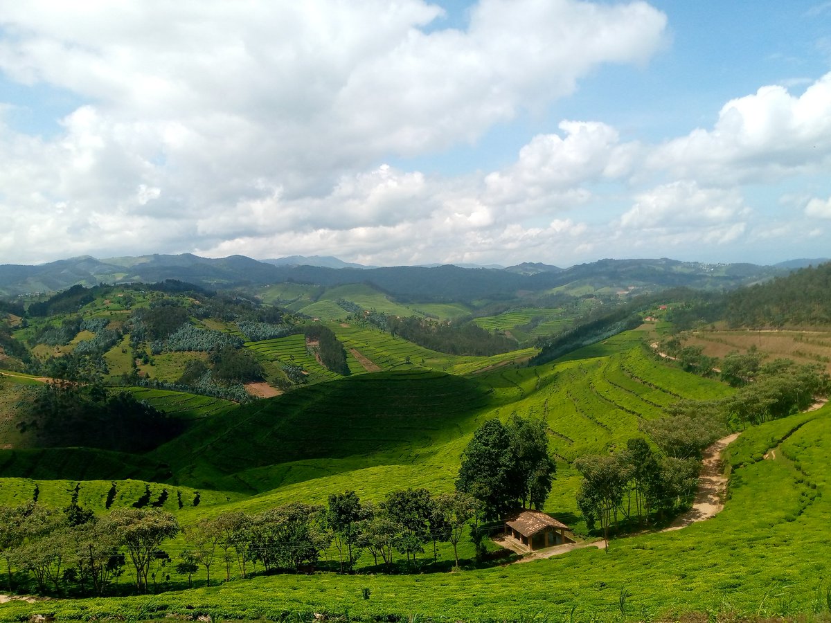TAllelua's tweet image. The #Rwanda thousand hills 
#IwacuHeza