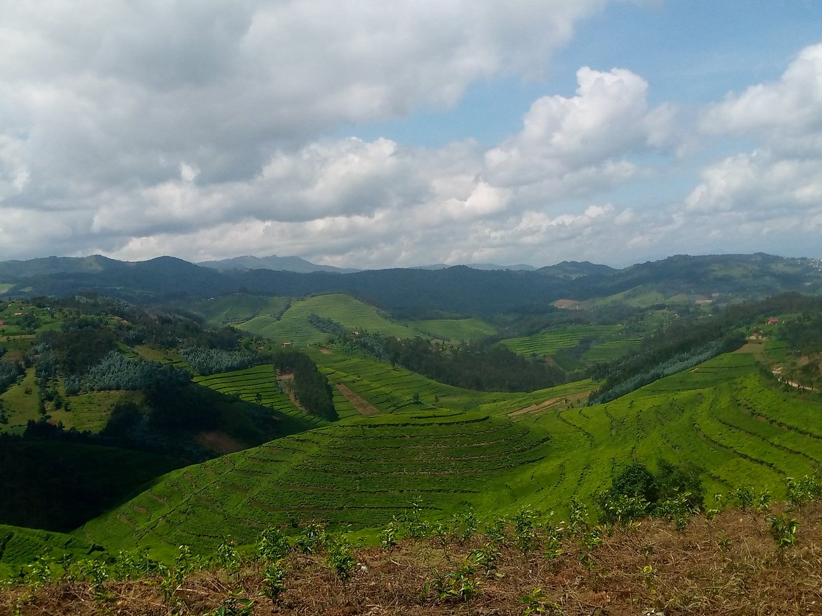 TAllelua's tweet image. The #Rwanda thousand hills 
#IwacuHeza