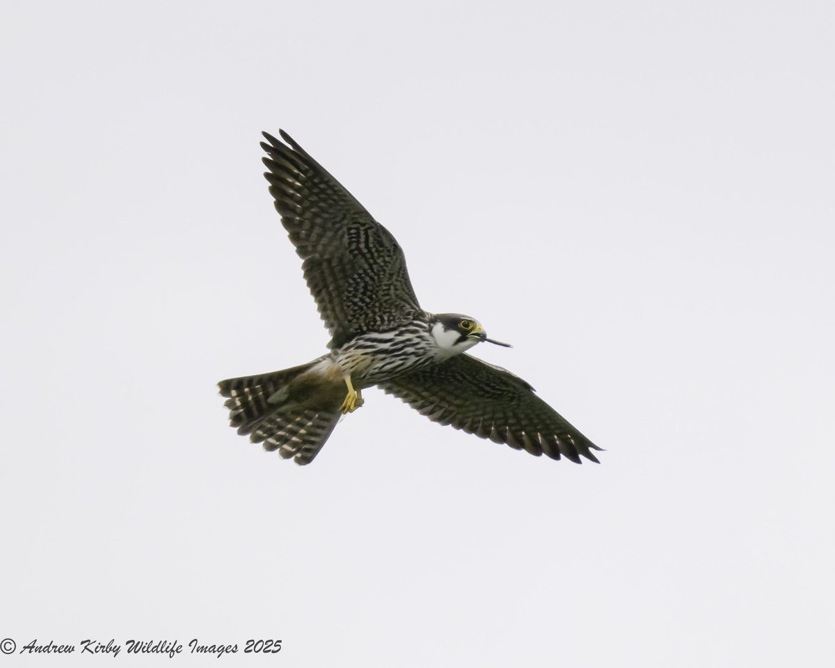Andrew Kirby (@andrewkirby18) on Twitter photo Don’t think this Hobby should be smoking whilst flying. Catcott Lows yesterday afternoon.
<a href="/SomersetWT/">Somerset Wildlife Trust</a>
<a href="/AvalonMarshes/">Avalon Marshes</a>
<a href="/bto_somerset1/">bto_somerset1</a>
<a href="/somersetbirds/">Somerset Birds</a> Don’t think this Hobby should be smoking whilst flying. Catcott Lows yesterday afternoon.
<a href="/SomersetWT/">Somerset Wildlife Trust</a>
<a href="/AvalonMarshes/">Avalon Marshes</a>
<a href="/bto_somerset1/">bto_somerset1</a>
<a href="/somersetbirds/">Somerset Birds</a>