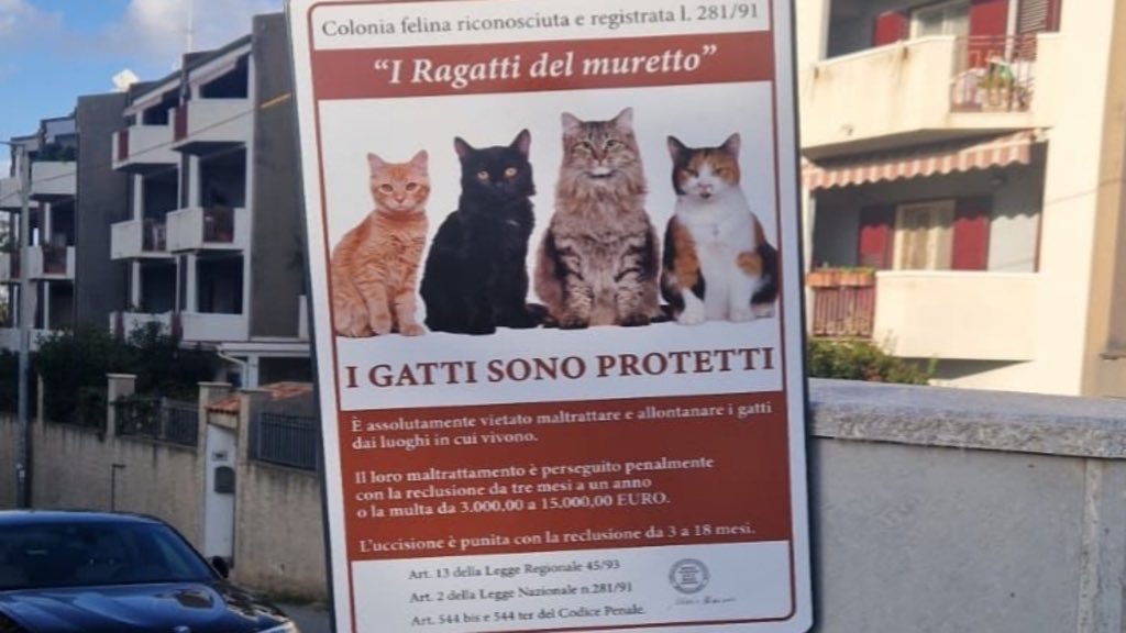 Gallina, strage di gatti e velocità folle: il nuovo fronte politico scende in campo con un’azione simbolica reggiotv.it/notizie/attual… - La protesta è stata accompagnata dall’affissione a Gallina RC di una gigantografia realizzata in collaborazione con l’ENPA