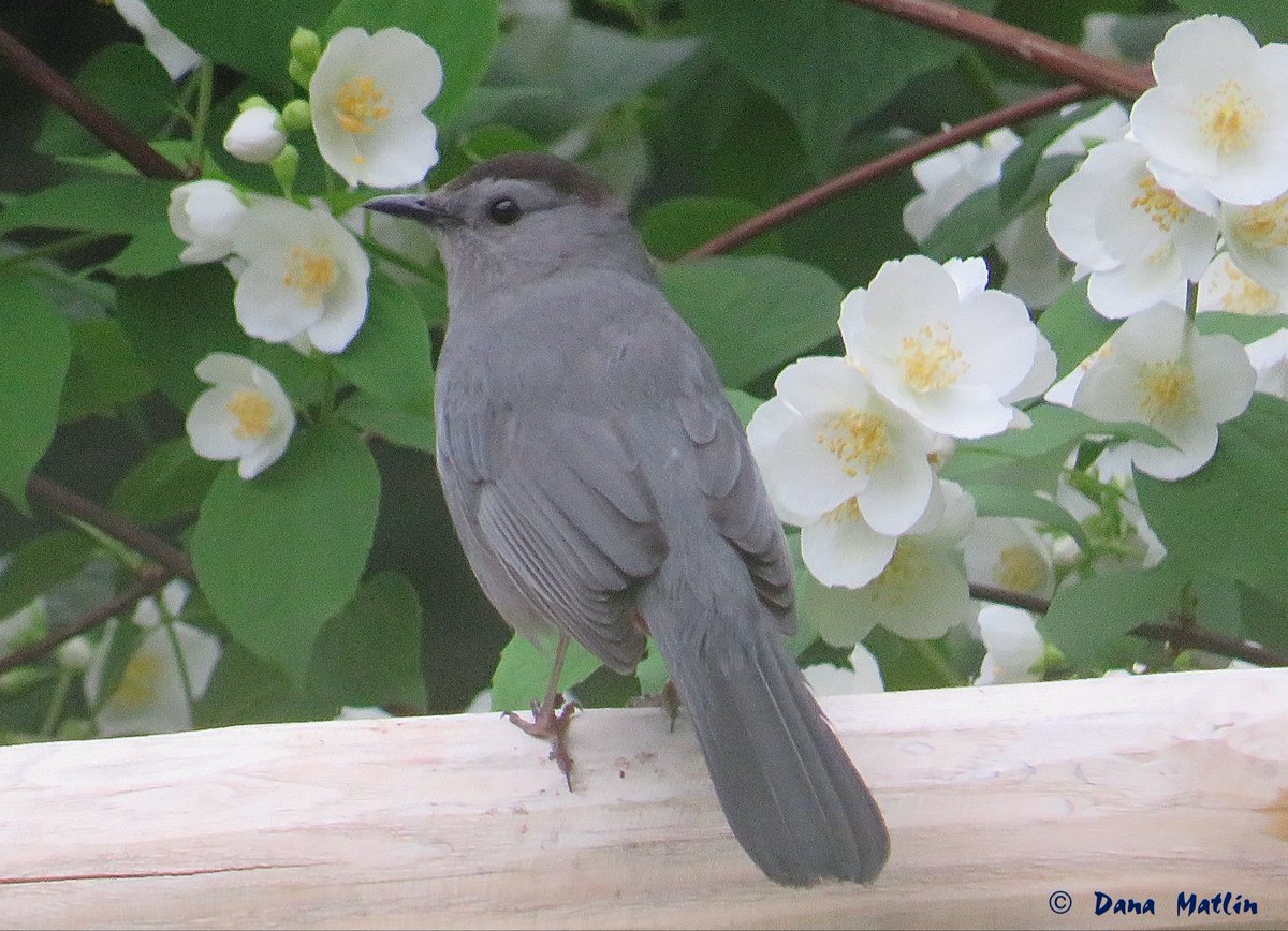 Gray Catbird near Belvedere Castle in Central Park. #birdcpp