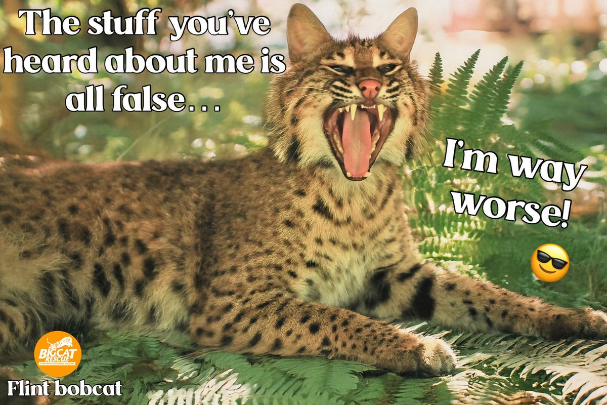 “The stuff you’ve heard about me is all false…I’m way worse!” 🤣

#FlintBobcat #BigCatRescue #Bobcat #Cat #Friday #FridayFun #Funny #Silly #Laugh