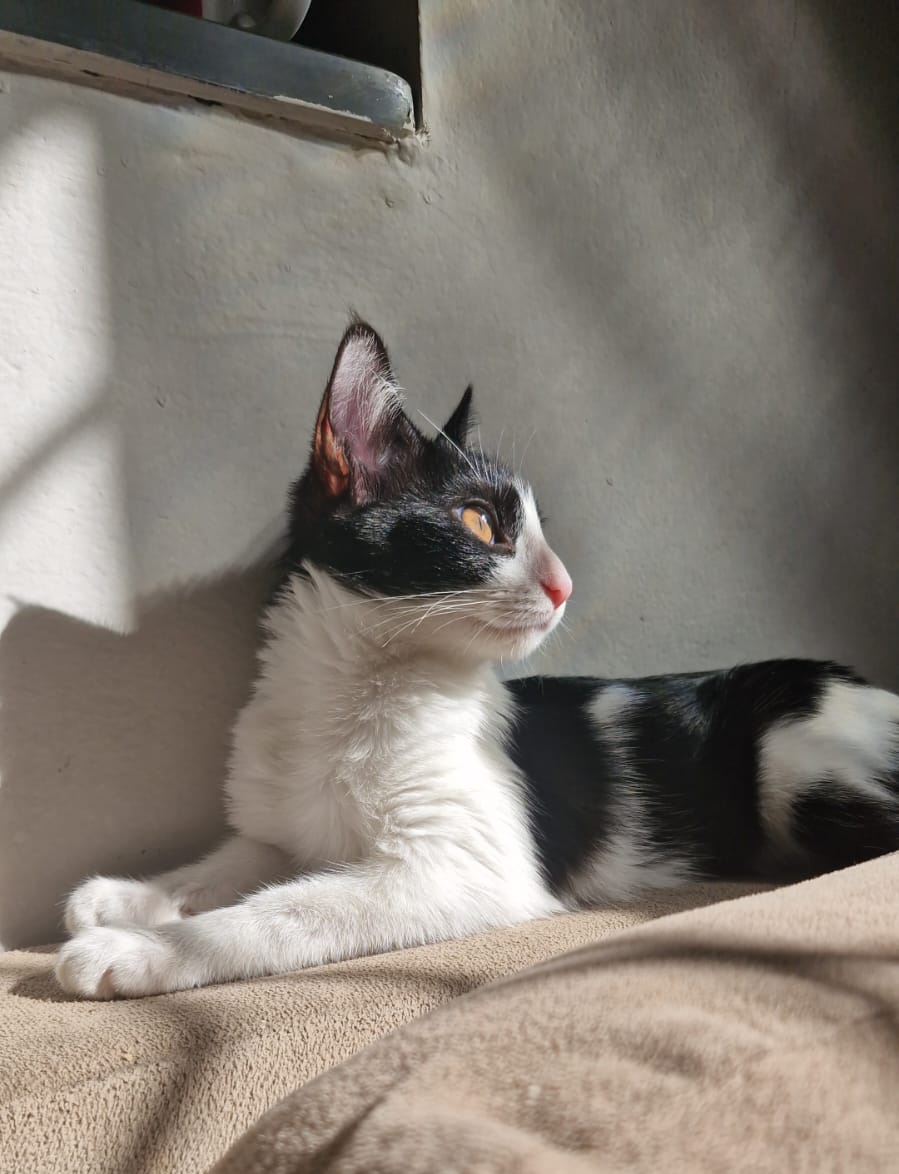 HalvinGuys's tweet photo. Gm with Mel today🍯🪙

#BTC #Cat #GM https://t.co/vj1AuCcCJl