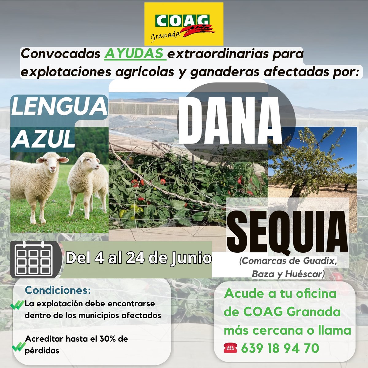 COAG GRANADA (@coaggranada) on Twitter photo 📢ATENCION ❗️COAG Granada INFORMA⤵️
👩🌾🧑🌾Nuevas Ayudas Extraordinarias para Explotaciones Agrícolas y Ganaderas Afectadas por 👇
✅ DANA
✅ LENGUA AZUL
✅ SEQUIA (Comarcas de Guadix, Baza y Huéscar)
➕ℹ️ · Acude a tu oficina de <a href="/COAGGRANADA/">COAG GRANADA</a> más cercana o llama ahora 639 18 94 70 📢ATENCION ❗️COAG Granada INFORMA⤵️
👩🌾🧑🌾Nuevas Ayudas Extraordinarias para Explotaciones Agrícolas y Ganaderas Afectadas por 👇
✅ DANA
✅ LENGUA AZUL
✅ SEQUIA (Comarcas de Guadix, Baza y Huéscar)
➕ℹ️ · Acude a tu oficina de <a href="/COAGGRANADA/">COAG GRANADA</a> más cercana o llama ahora 639 18 94 70