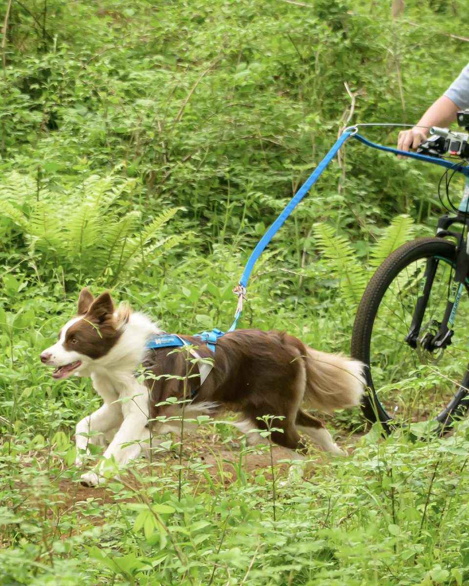 森の中を元気に走る✨🐕 ͗ ͗