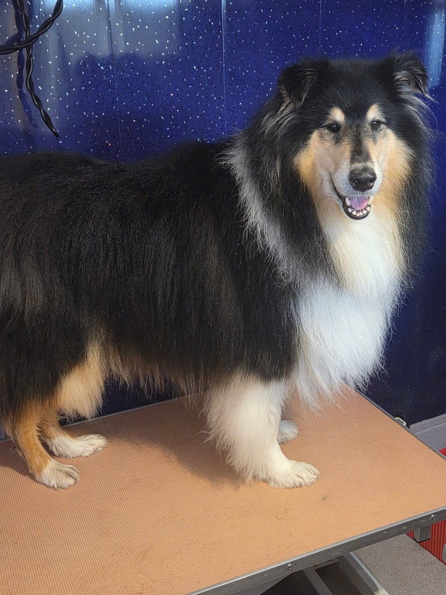 Not pension related for once. This is Toby having just been to the barbers. Looking very relaxed now that April and May have gone - he hates all those Ban Collie days.