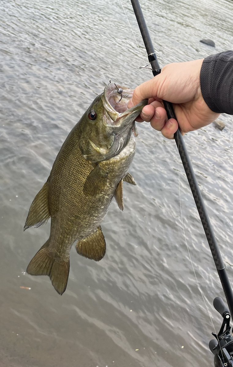 bf8seb's tweet photo. 17:30~19:00
スイングインパクトのドリフトスイミング？で40アップ🐟
流れの中で食ってきた事もあり、よく引く良い魚！
季節感が安定して釣果も安定してきました😊 https://t.co/NrHZ1qrWN6