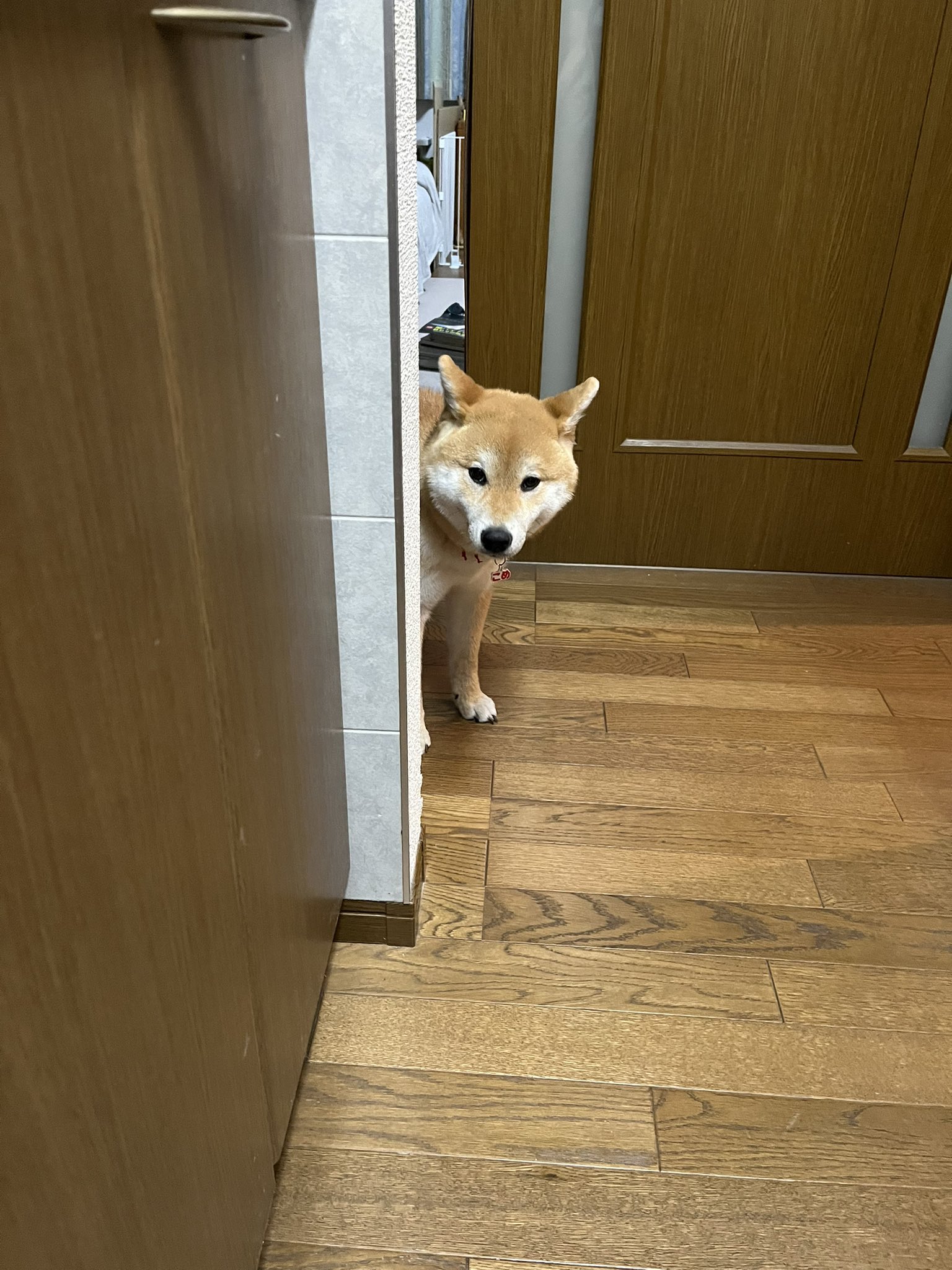 柴犬こめ0歳 (@shibainukome) / X